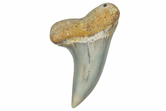 Fossil Shark Tooth (Carcharodon planus) - Bakersfield, CA #306823
